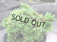 翠鳳　（4.5号プラ）