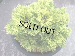 画像3: 華牡丹　（5号プラ）