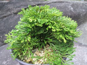 画像2: 紫雲城　（6号プラ）