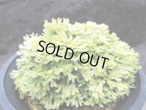 画像2: 三恵ノ華　（4号プラ）