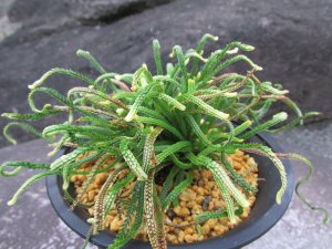 画像1: 神龍　（4号プラ）