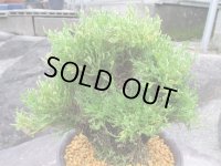 麒麟獅子　（6号プラ）