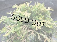 里宮鳳　（5号プラ）