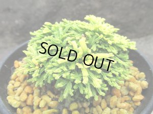 画像1: イワヒバ珍稀種【王妃墨絵】（3号プラ鉢）