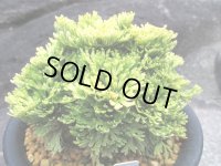 華牡丹　（5号プラ）