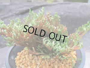 画像2: 尾鷲錦　（4.5号プラ）