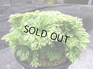 画像1: 玉貴扇 　（5号プラ）