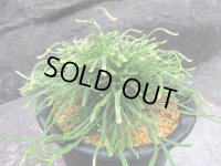 青龍ノ斑　（5号プラ）