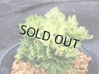 白牡丹　（4号プラ）