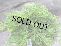 紫雲城　（6号プラ）