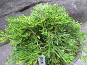 画像1: 紫雲城　（6号プラ）