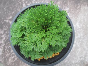 画像3: 瑠璃獅子　（4.5号プラ）