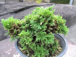 画像2: 翠鳳　（4.5号プラ）