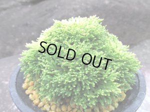 画像2: 金晃殿　（4号プラ）