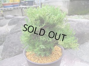 画像4: 麒麟獅子　（6号プラ）