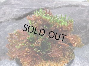 画像1: 尾鷲錦　2.5Ｐ