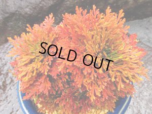 画像1: 紅筑波　2.5Ｐ