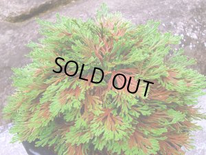 画像1: 紅孔雀　2.5Ｐ