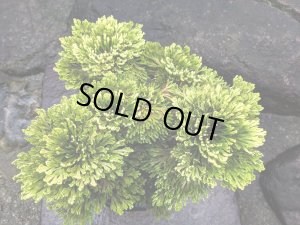 画像2: 光城　2.5Ｐ