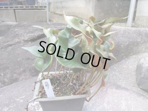 画像1: ヒトツバ【烏帽子】（4号プラ）