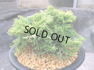 画像1: 黄豊冠　（5号プラ）