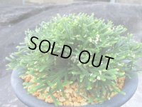 金銀獅子　（5号プラ）