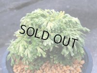 古金襴　（4号プラ）