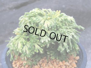 画像1: 古金襴　（4号プラ）