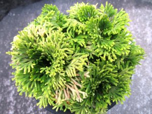 画像3: 黄豊冠　（5号プラ）