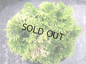 画像3: 黄豊冠　（5号プラ）