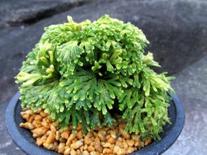 画像2: 古金襴　（4号プラ）