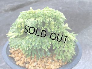 画像2: 古金襴　（4号プラ）