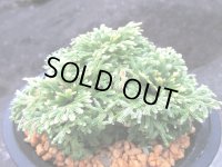 天照冠　（4号プラ）