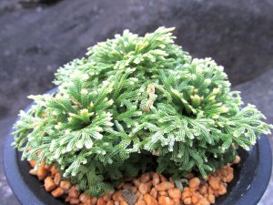 画像1: 天照冠　（4号プラ）