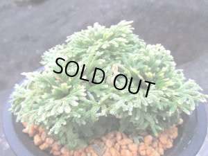 画像1: 天照冠　（4号プラ）