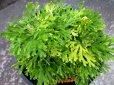 画像2: 有松錦　（4.5号プラ） (2)