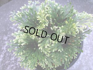 画像2: 白綾　（4.5号プラ）