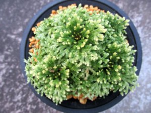画像2: 天照冠　（4号プラ）