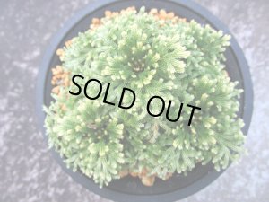 画像2: 天照冠　（4号プラ）