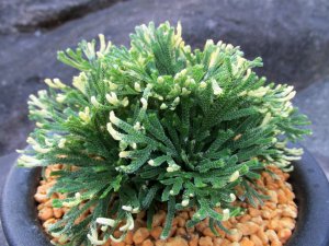 画像2: 福恵比寿　（5号プラ）