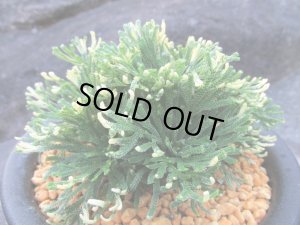 画像2: 福恵比寿　（5号プラ）