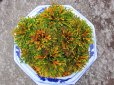 画像2: 春日錦　2.5Ｐ (2)
