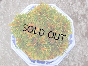 画像2: 春日錦　2.5Ｐ