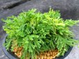 画像1: 有松錦　（4.5号プラ） (1)