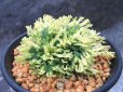 画像2: 永遠ノ華　（3.5号プラ） (2)