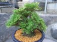 画像1: 君ヶ代　（7号プラ） (1)