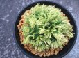 画像3: 永遠ノ華　（3.5号プラ） (3)