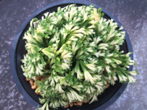 画像2: 紫金襴　（4.5号プラ）