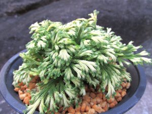 画像1: 紫金襴　（4.5号プラ）