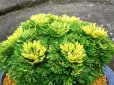 画像1: 春日錦　2.5Ｐ (1)